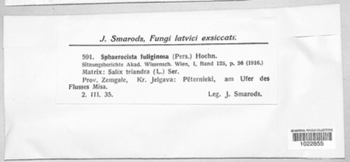 Godronia fuliginosa image